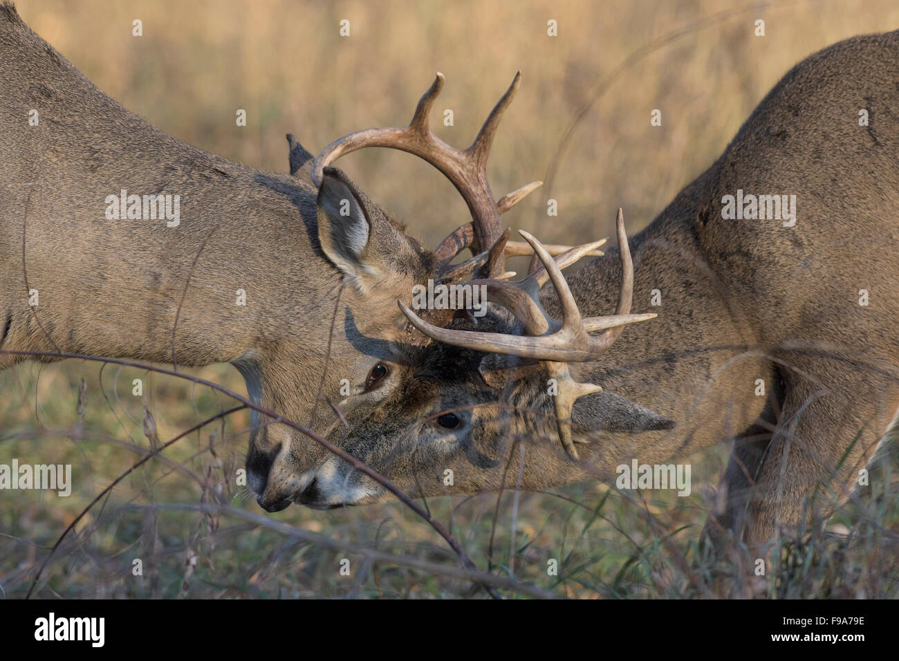 Deer Getting Ready A pair of White-tailed deer getting ready to fight Stock Photo - Alamy