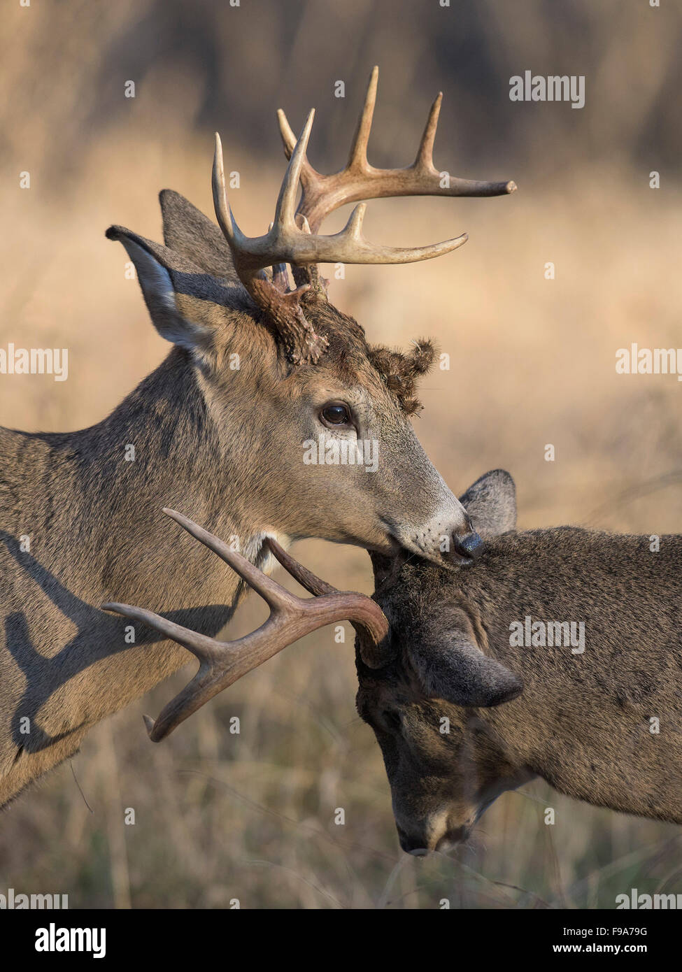 Deer Getting Ready A pair of White-tailed deer getting ready to fight Stock Photo - Alamy