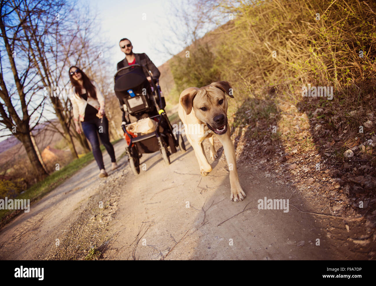 Happy and young family with pram and dog during the walk in nature Stock Photo