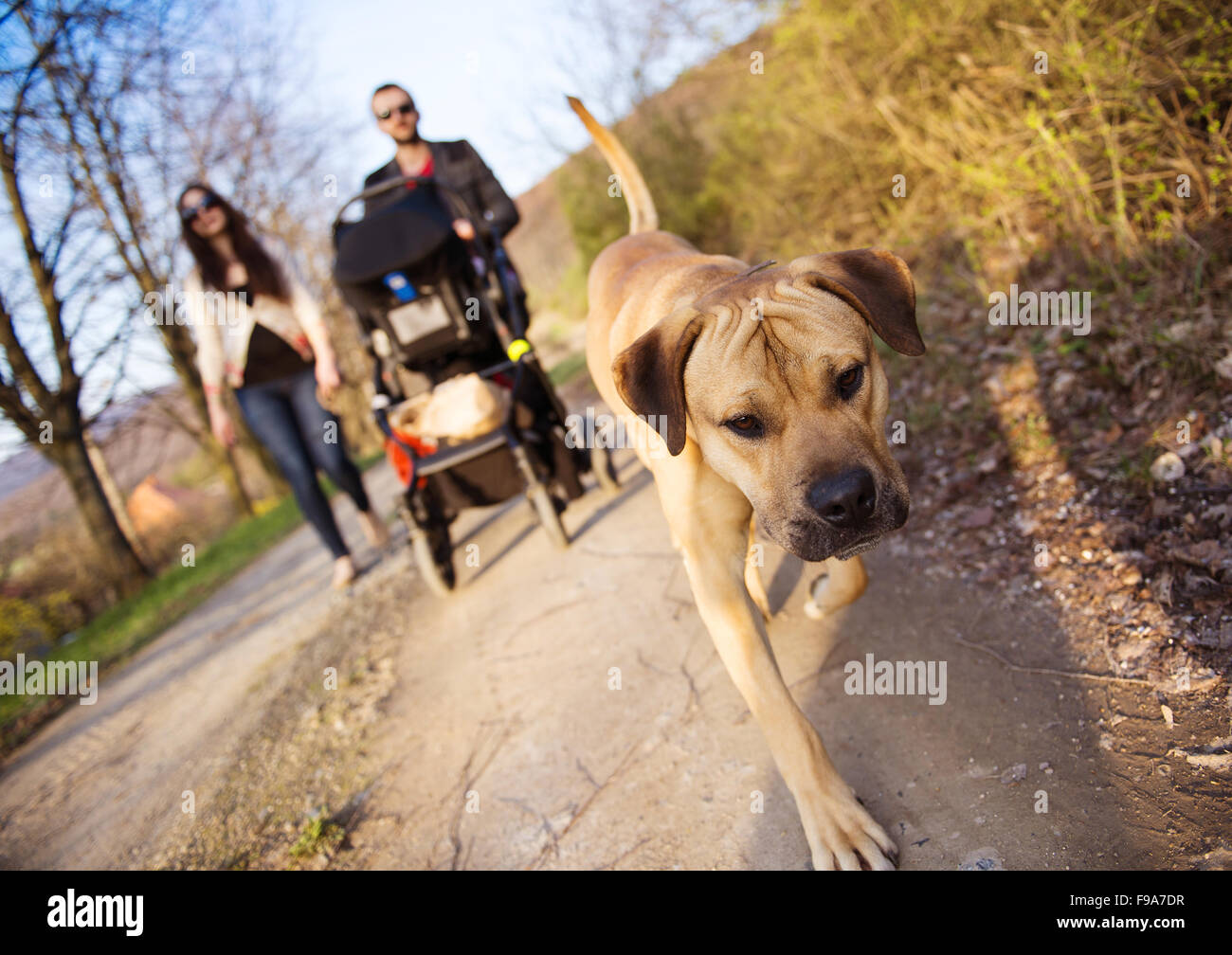 Happy and young family with pram and dog during the walk in nature Stock Photo