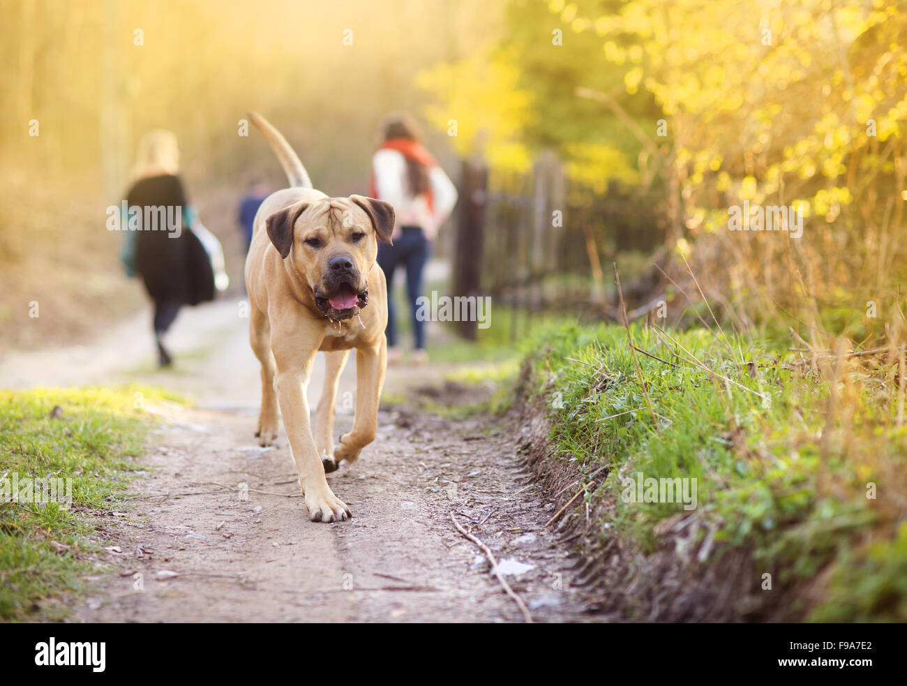 Beautiful purebred dog walking in the forest Stock Photo