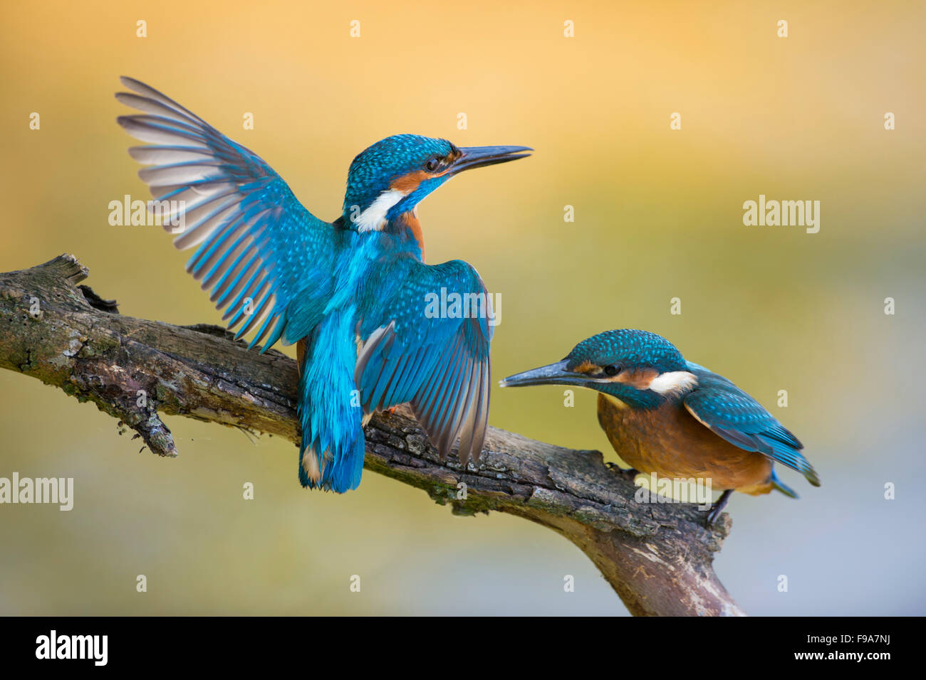 Territorial Common Kingfisher / Kingfisher / Eisvogel  ( Alcedo atthis ) male adult in struggle with its fledgling. Stock Photo