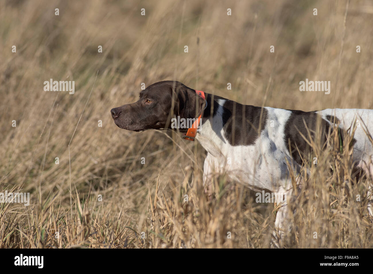 A German Shorthair Hunting Dog On Point Stock Photo 91809821 Alamy