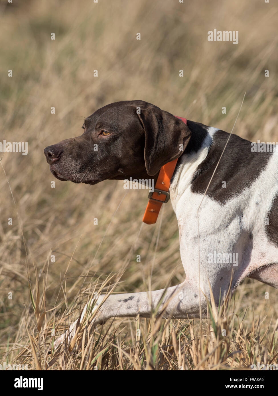 A German Shorthair Hunting Dog On Point Stock Photo 91809822 Alamy