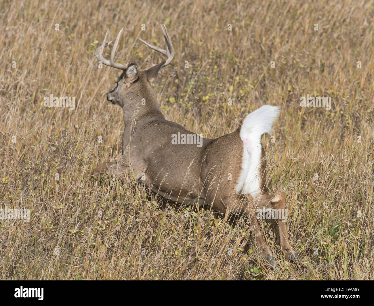 A running Whitetail Deer in North Dakota Stock Photo Alamy