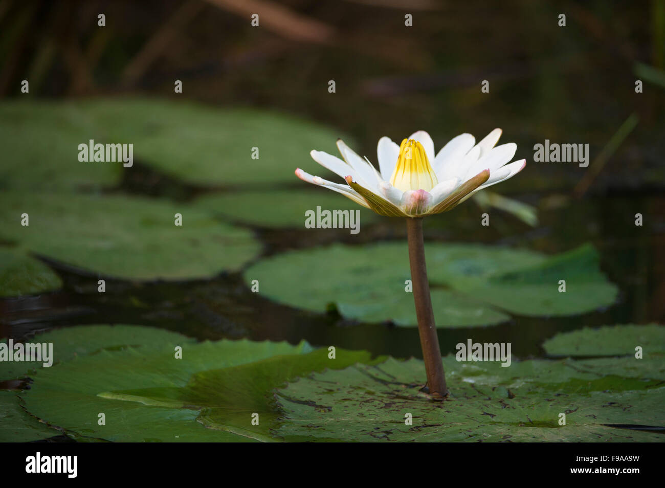Uganda flower hires stock photography and images Alamy