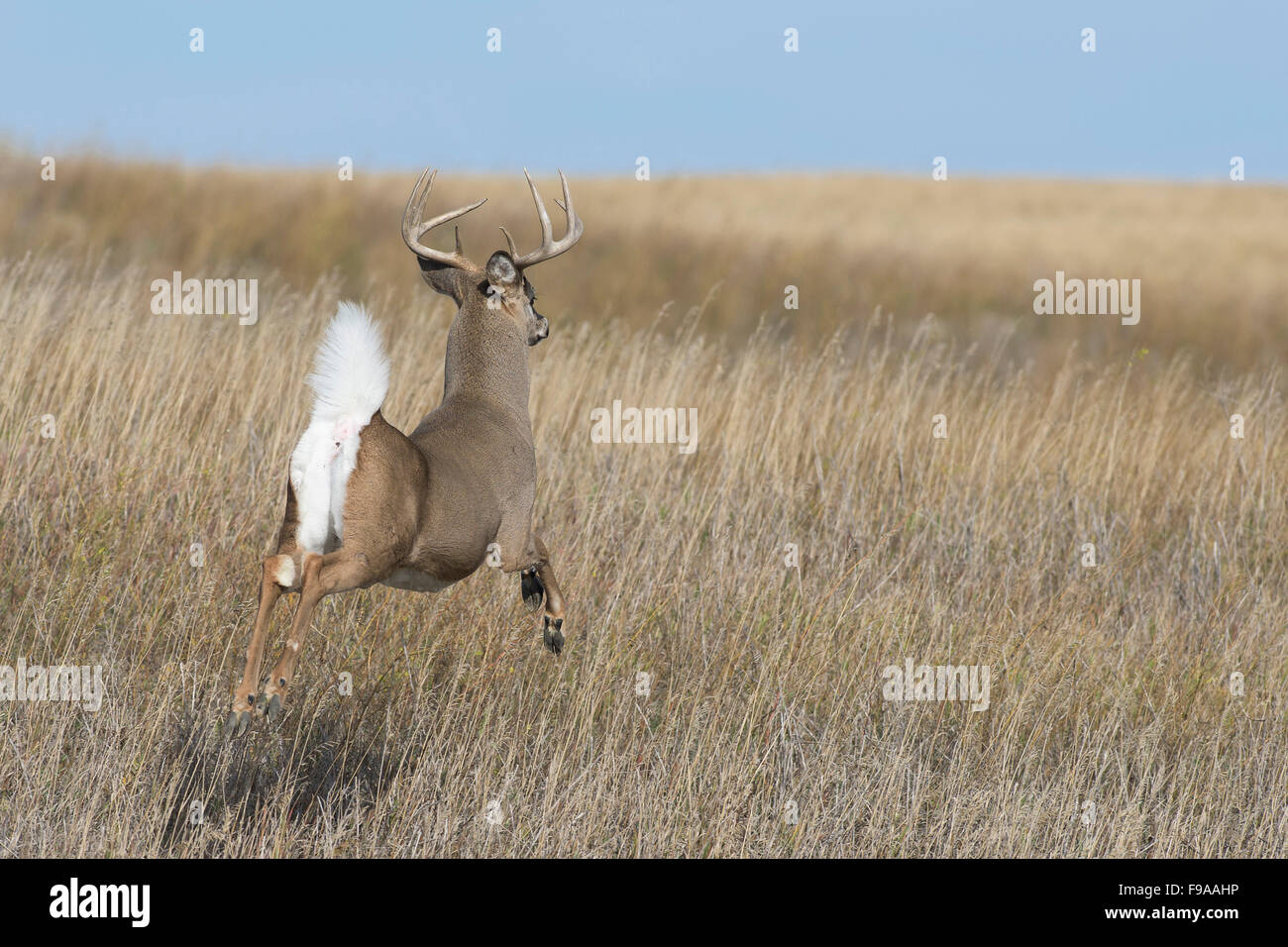 A running Whitetail Deer in North Dakota Stock Photo Alamy