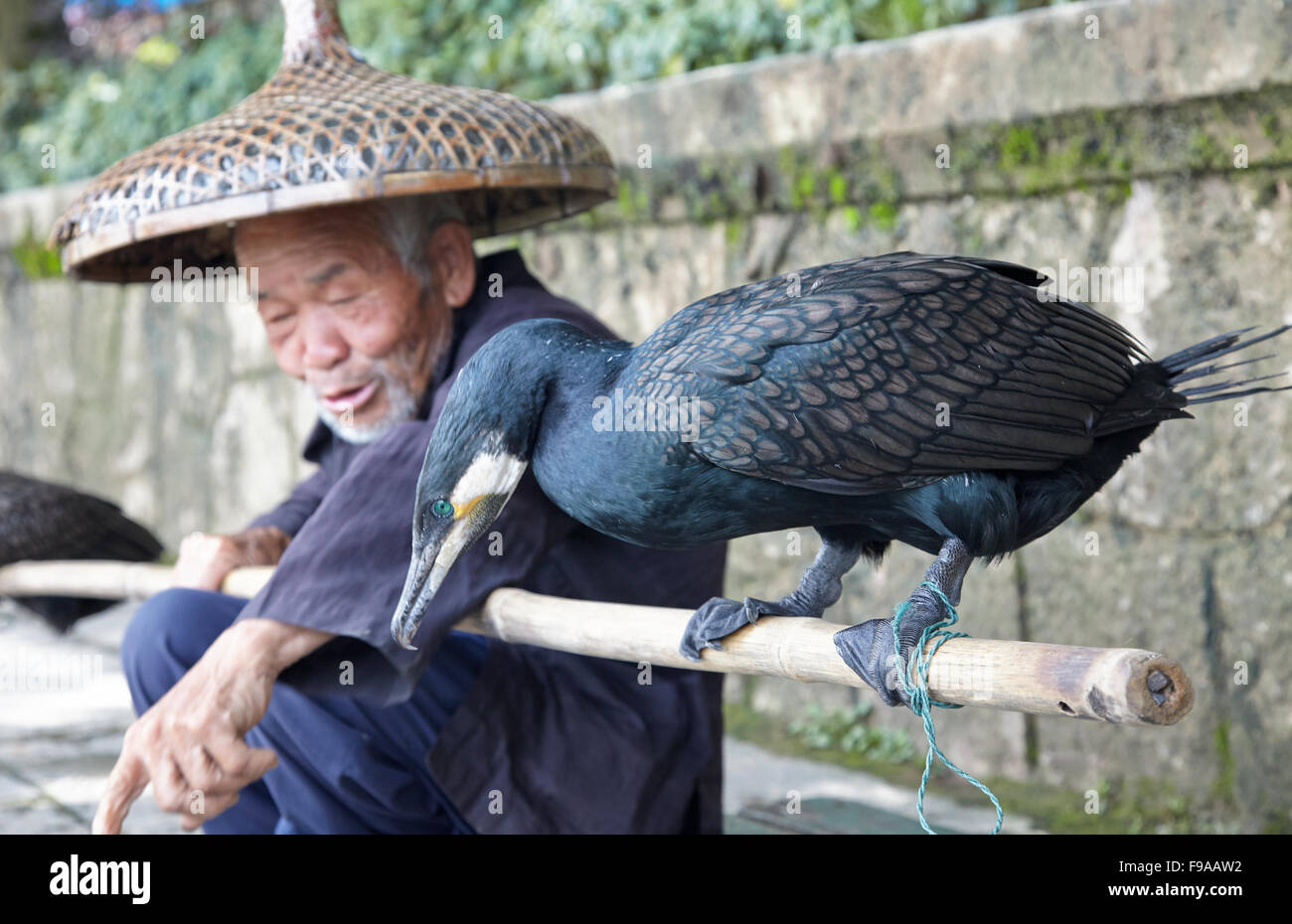 Fisherman with cormorant, China Stock Photo