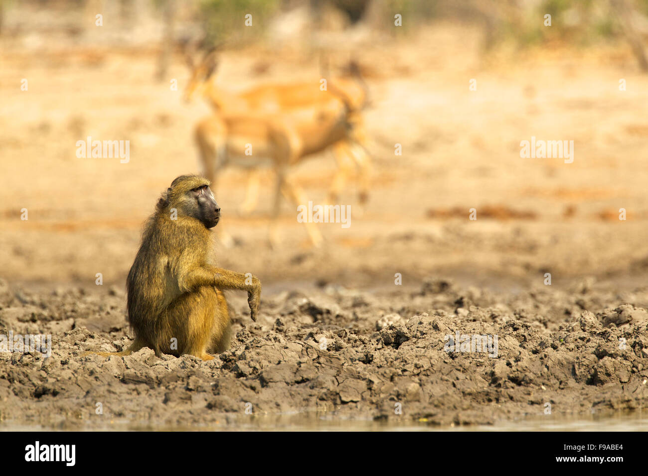 A baboon sitting at the waters edge, Mana Pools Zimbabwe Stock Photo
