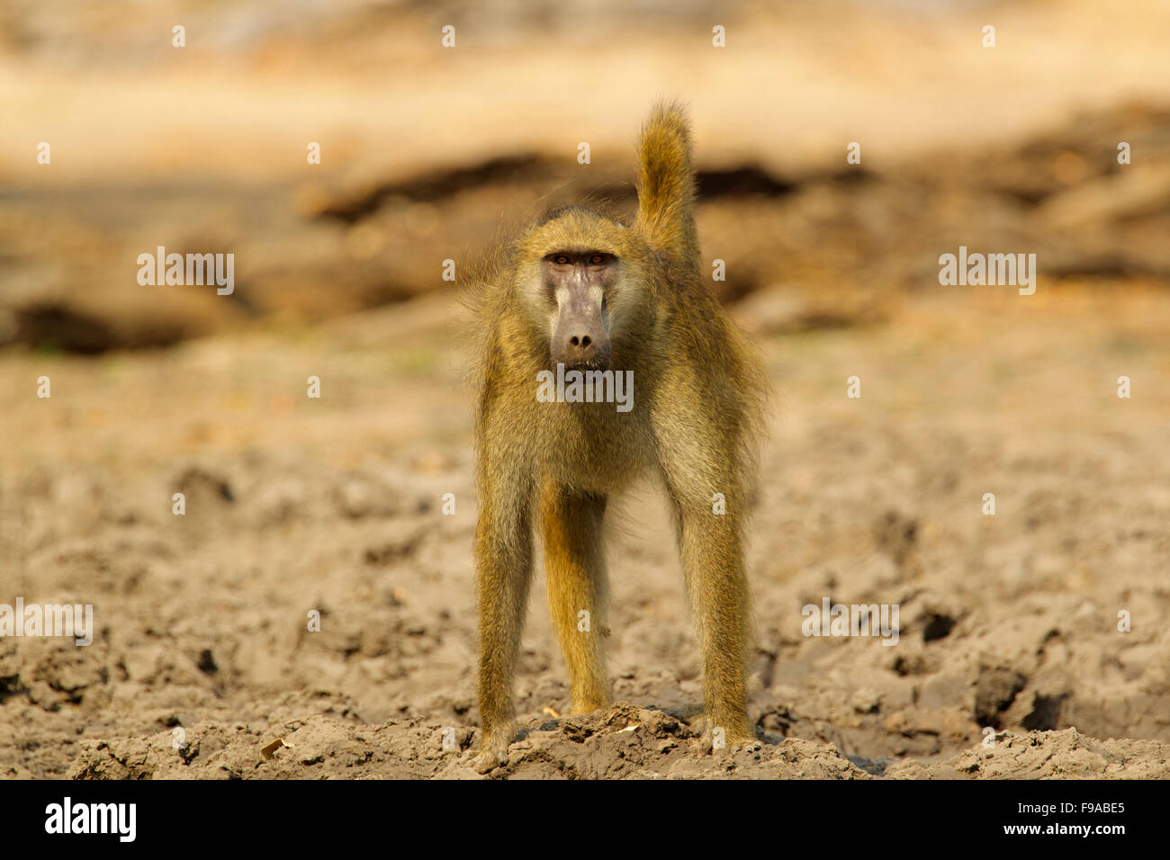 A baboon standing on all fours looking at the camera, Mana Pools Zimbabwe Stock Photo