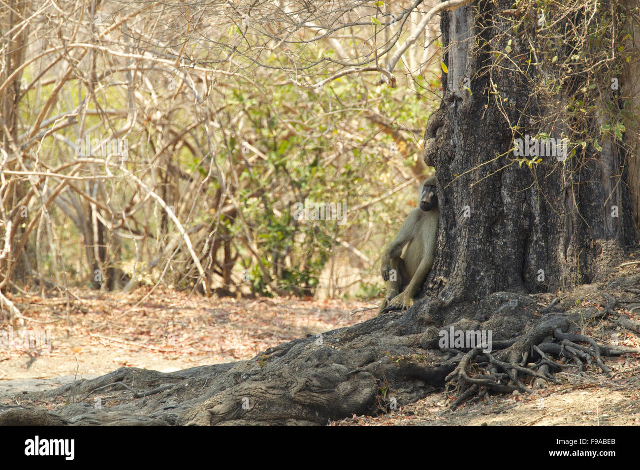 A baboon sitting in the shade of a tree, Mana Pools Zimbabwe Stock Photo