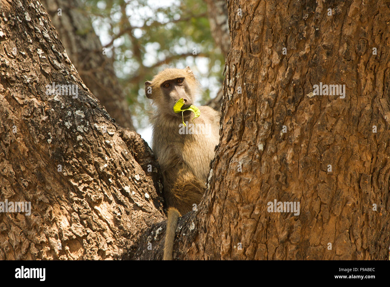 A baboon sitting in a tree chewing on leaves, Mana Pools Zimbabwe Stock Photo