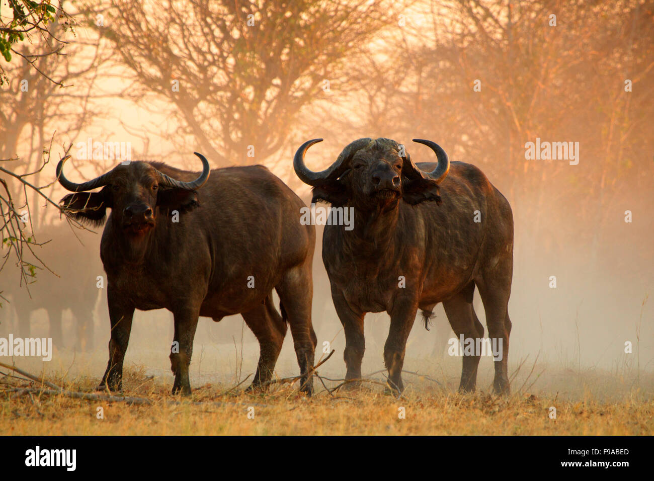 Buffaloes at the Mana Pools, Zimbabwe Stock Photo