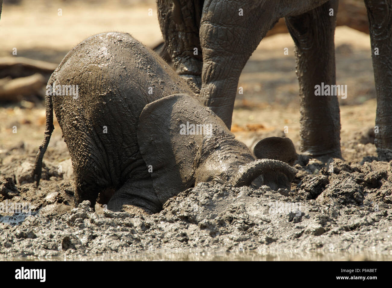 Baby elephant having a mud bath, Mana Pools, Zimbabwe Stock Photo
