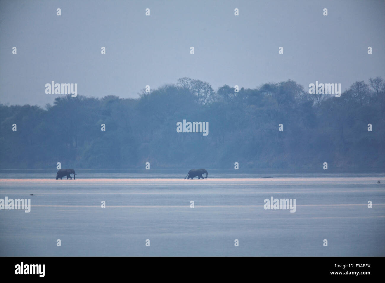 Elephants crossing the Zambezi river, Zimbabwe Stock Photo