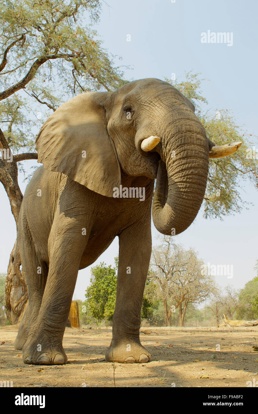 African elephant bull, Mana Pools, Zimbabwe Stock Photo