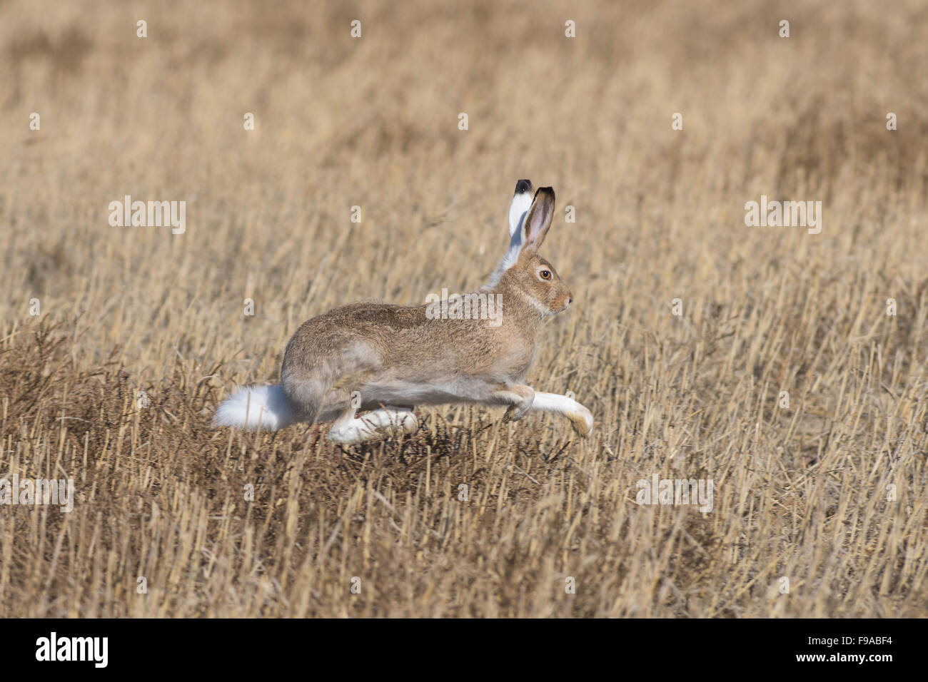 jack rabbit running