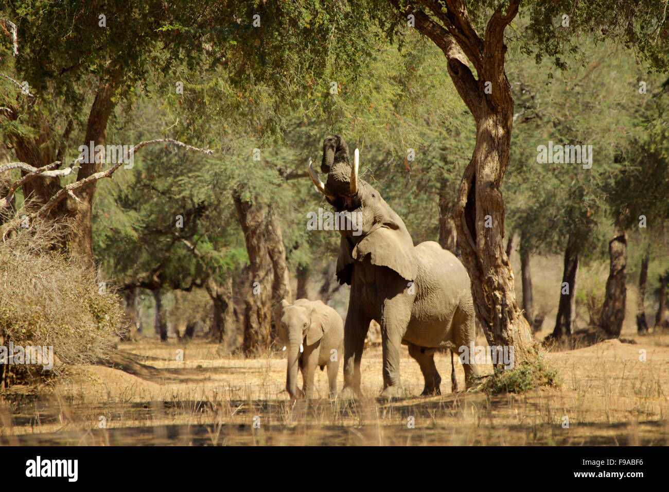 African elephant reaching up a tree to forage for food, Mana Pools, Zimbabwe Stock Photo