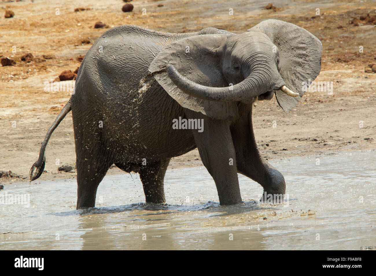 African elephant having a mud bath, Mana Pools, Zimbabwe Stock Photo