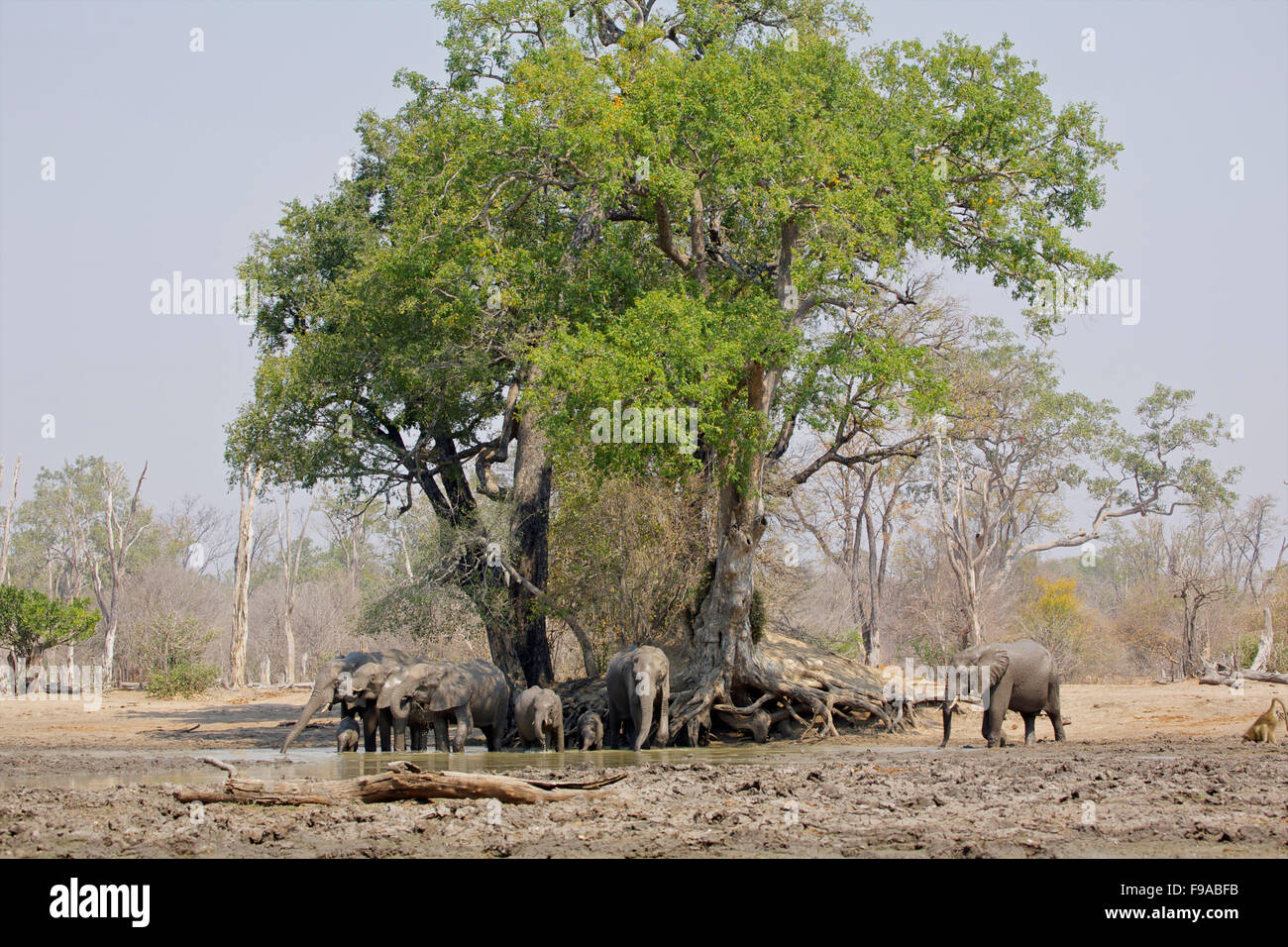 Herd of elephants having a mud bath, Mana Pools, Zimbabwe Stock Photo