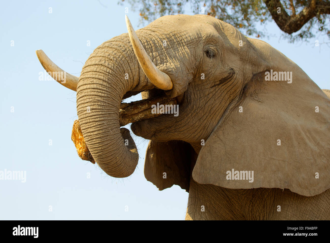 African elephant bull chewing on a log, Mana Pools, Zimbabwe Stock Photo