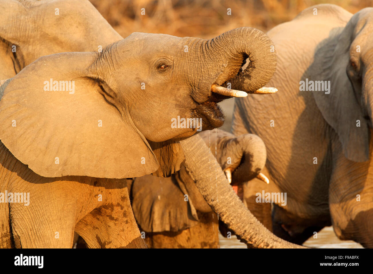 African elephant drinking water, Mana Pools, Zimbabwe Stock Photo