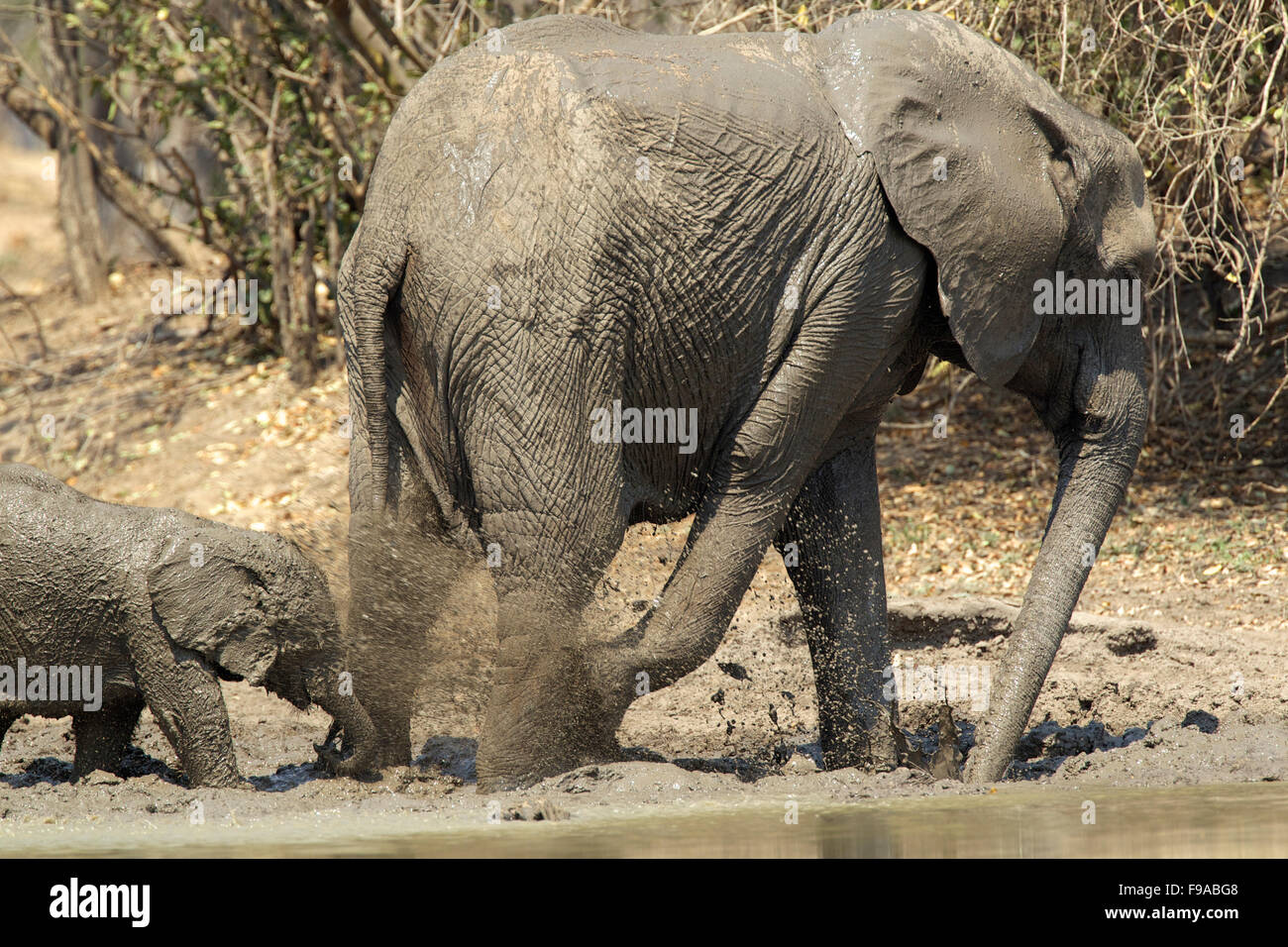 African elephant kicking mud in a waterhole into the baby calf, Mana Pools, Zimbabwe Stock Photo