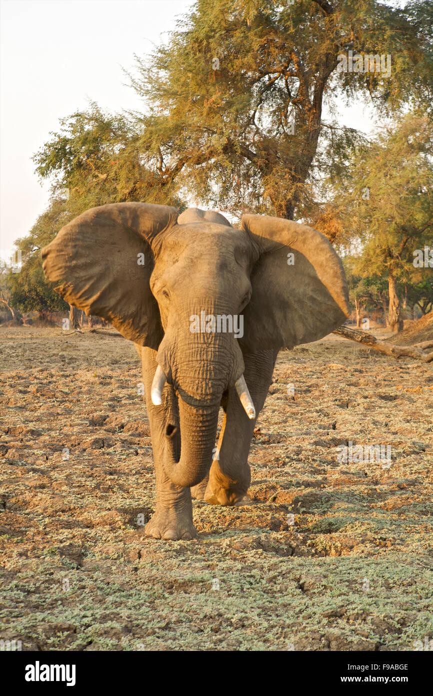 African elephant bull charging, Mana Pools, Zimbabwe Stock Photo