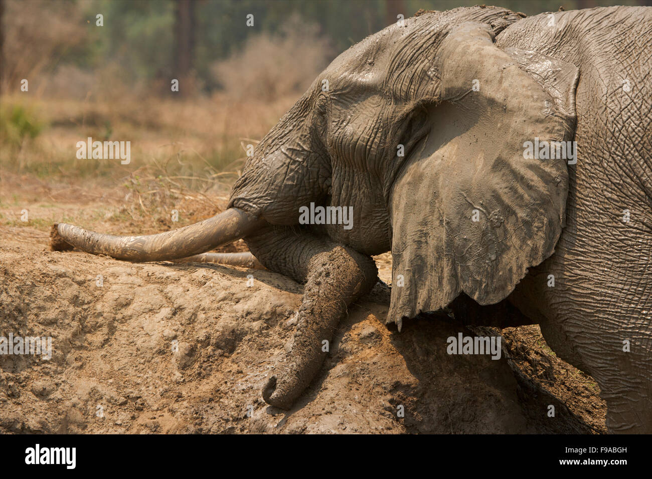 African elephants having a mud bath, Mana Pools, Zimbabwe Stock Photo