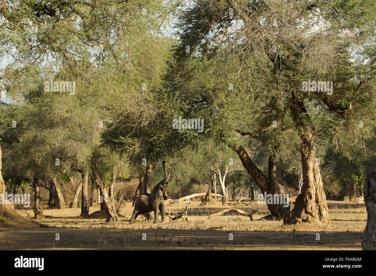 African elephant reaching up a tree to forage for food, Mana Pools, Zimbabwe Stock Photo