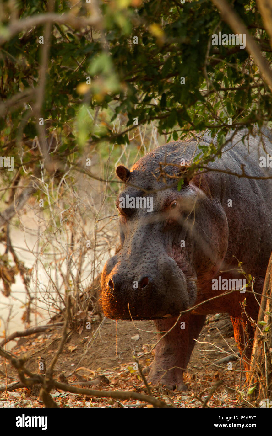 Hippopotamus hiding in the bushes, Mana Pools, Zimbabwe Stock Photo