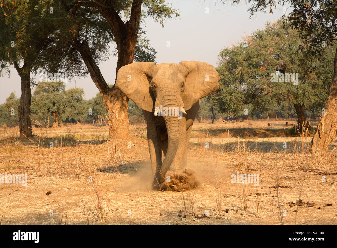 African elephant bull charging, Mana Pools, Zimbabwe Stock Photo
