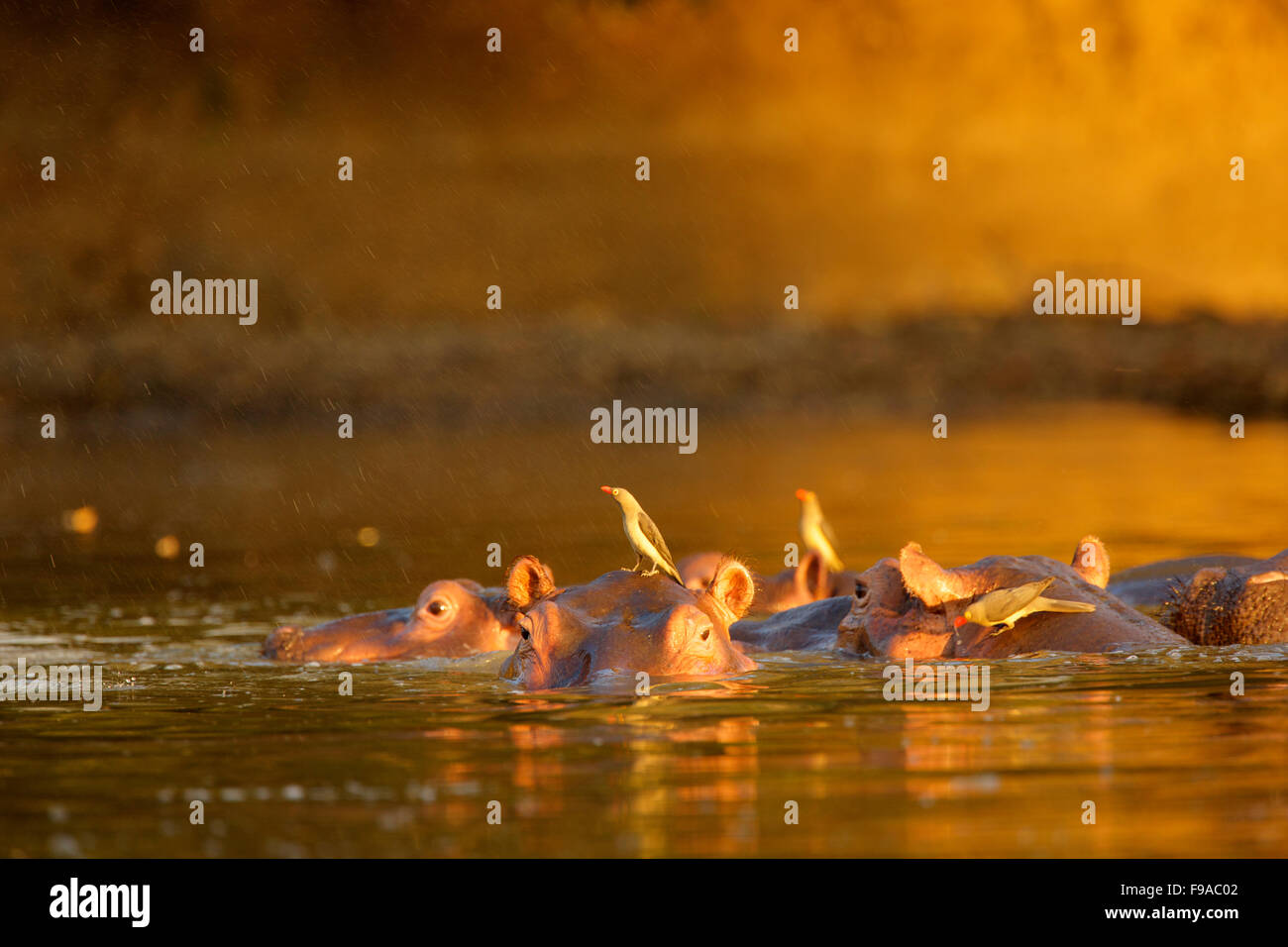 Oxpeckers sitting on hippos in the water, Mana Pools, Zimbabwe Stock Photo