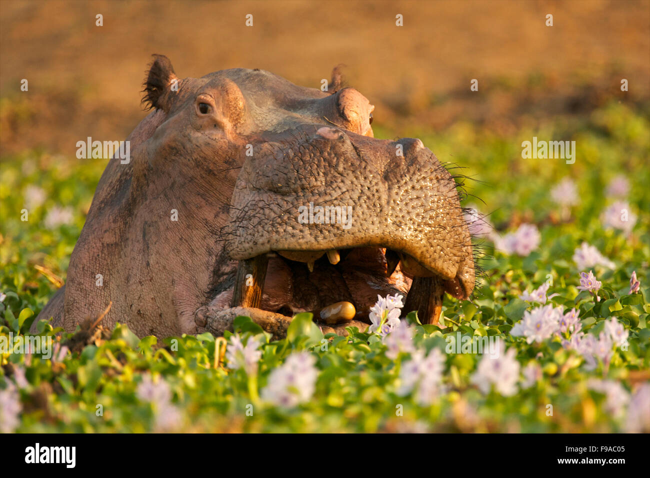Hippopotamus peering its head out of water flowers, Mana Pools, Zimbabwe Stock Photo