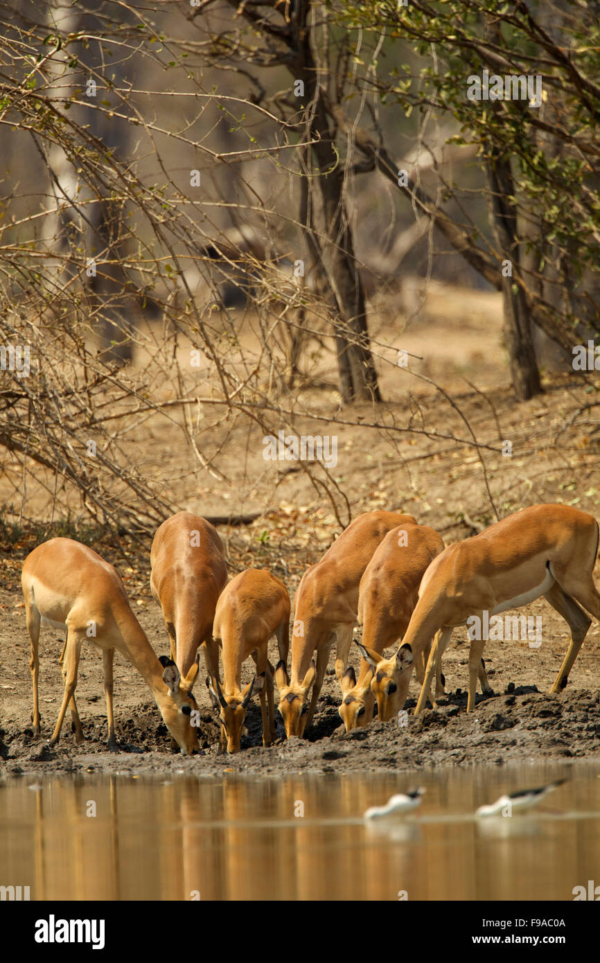 Female impalas drinking water from a watering hole, Mana Pools, Zimbabwe Stock Photo