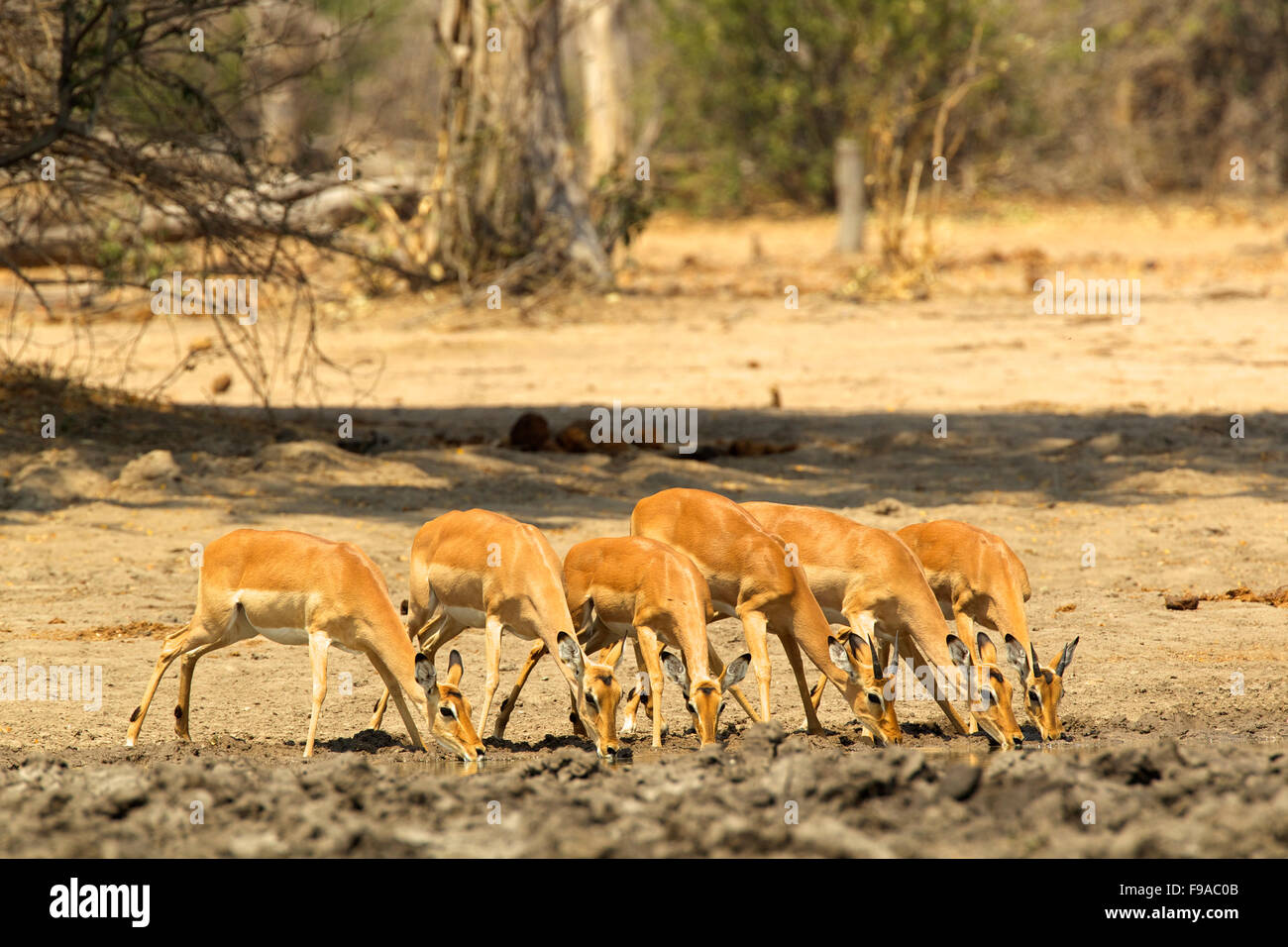 Female impalas drinking water from a watering hole, Mana Pools, Zimbabwe Stock Photo