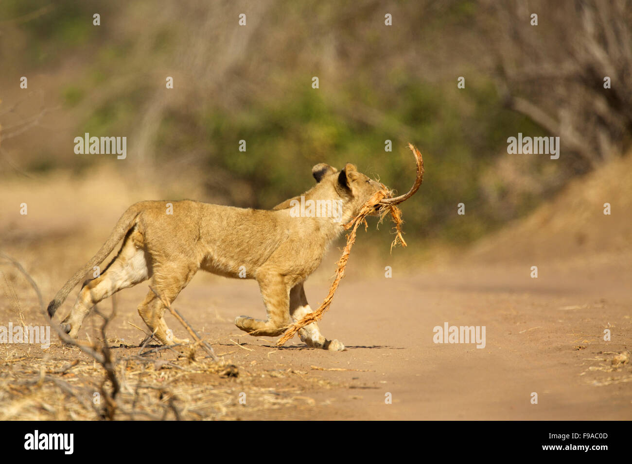 Young juvenile lion walking with rope and stick in it's mouth, Mana Pools, Zimbabwe Stock Photo
