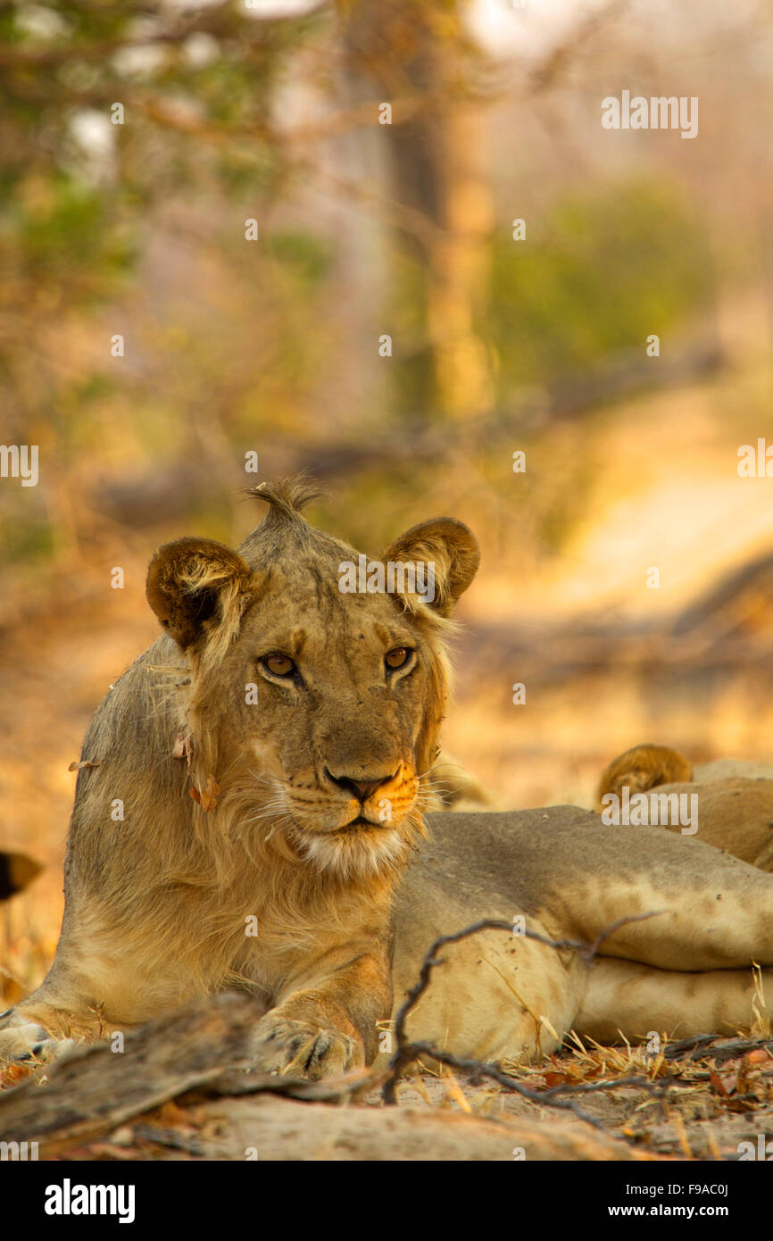 Young juvenile lion resting, Mana Pools, Zimbabwe Stock Photo