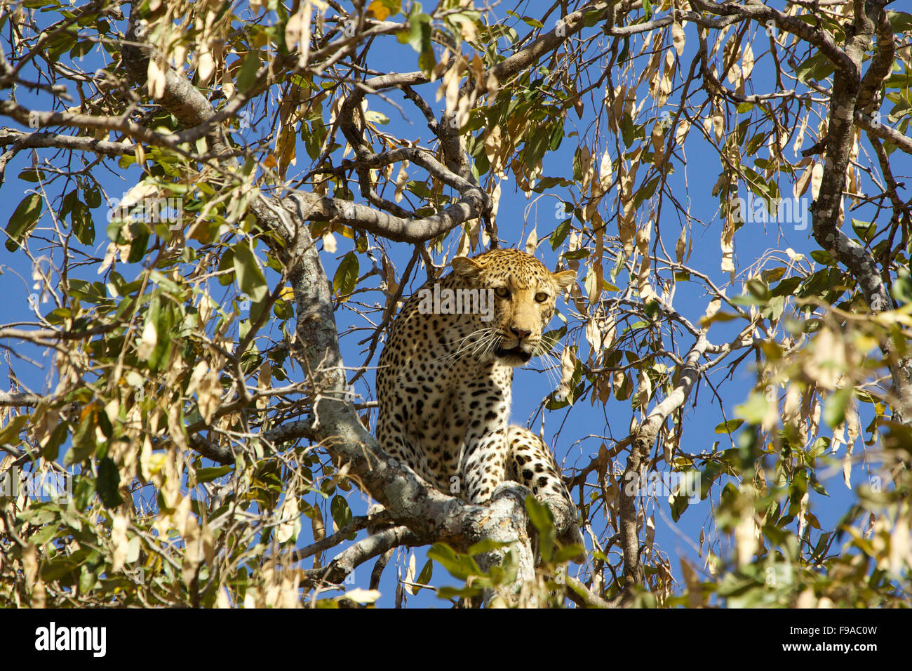 Leopard in the tree, Mana Pools, Zimbabwe Stock Photo