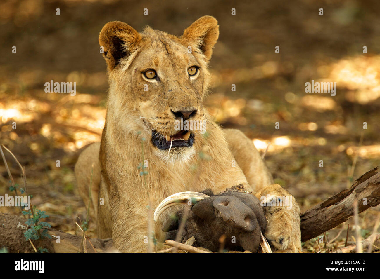 Lioness with its kill, Mana Pools, Zimbabwe Stock Photo