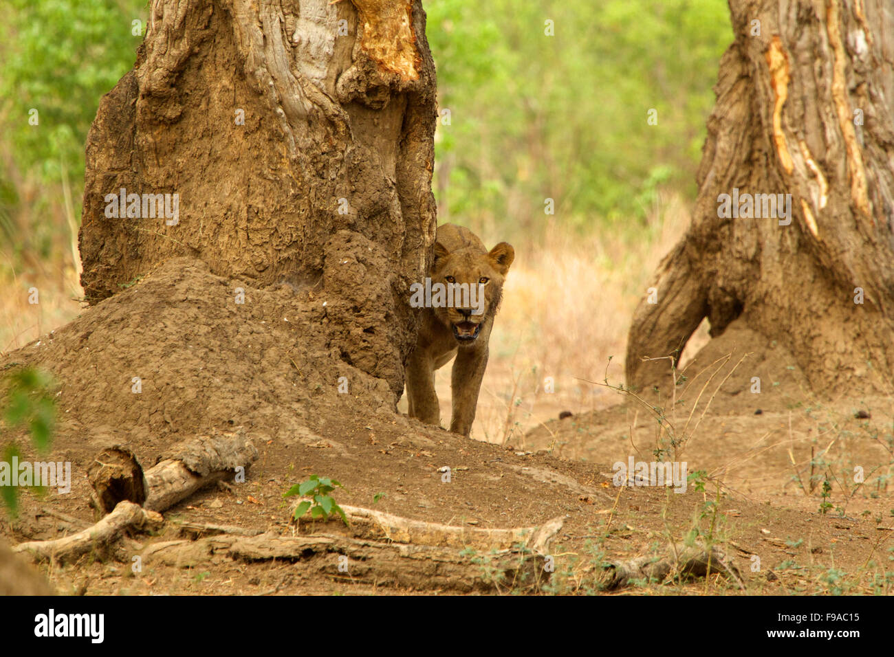 Young juvenile stalking, Mana Pools, Zimbabwe Stock Photo