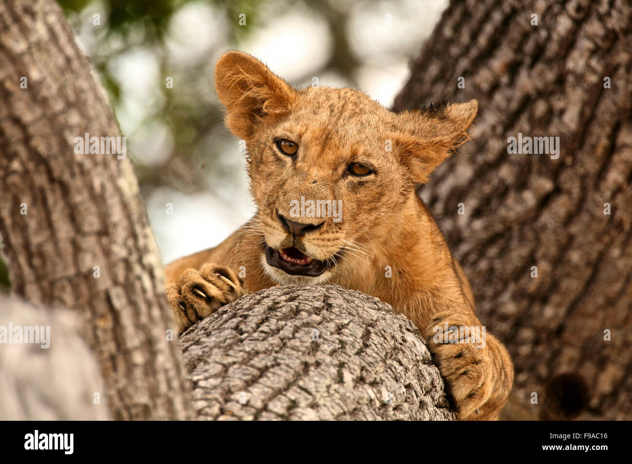 Lion cub up on a tree, Tanzania Stock Photo