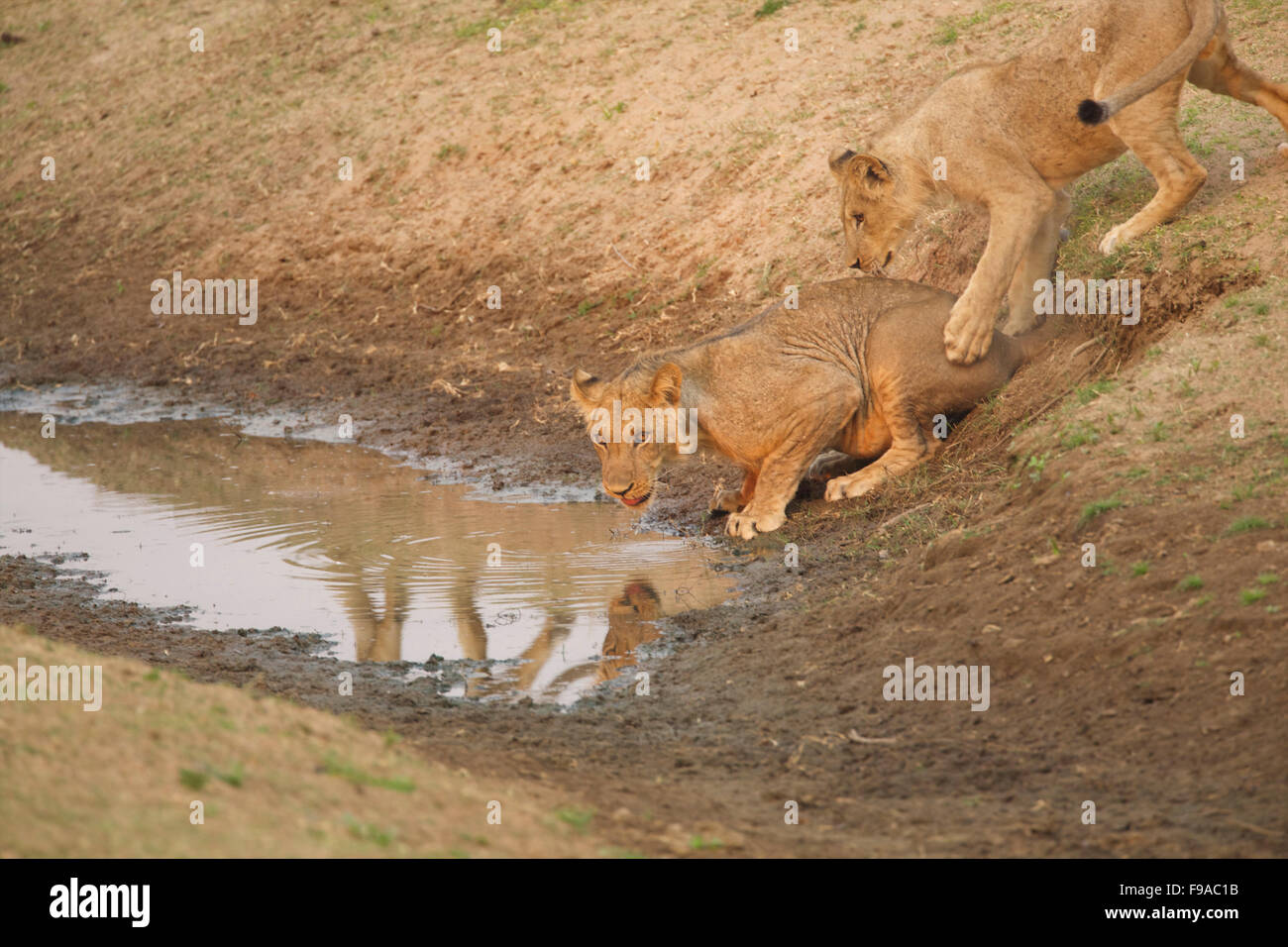 Lions drinking from a waterhole Stock Photo