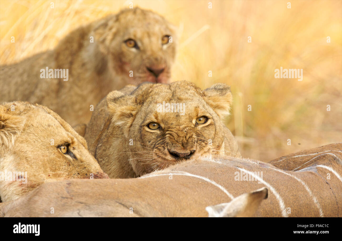 Lions feasting on their kill, Mana Pools, Zimbabwe Stock Photo