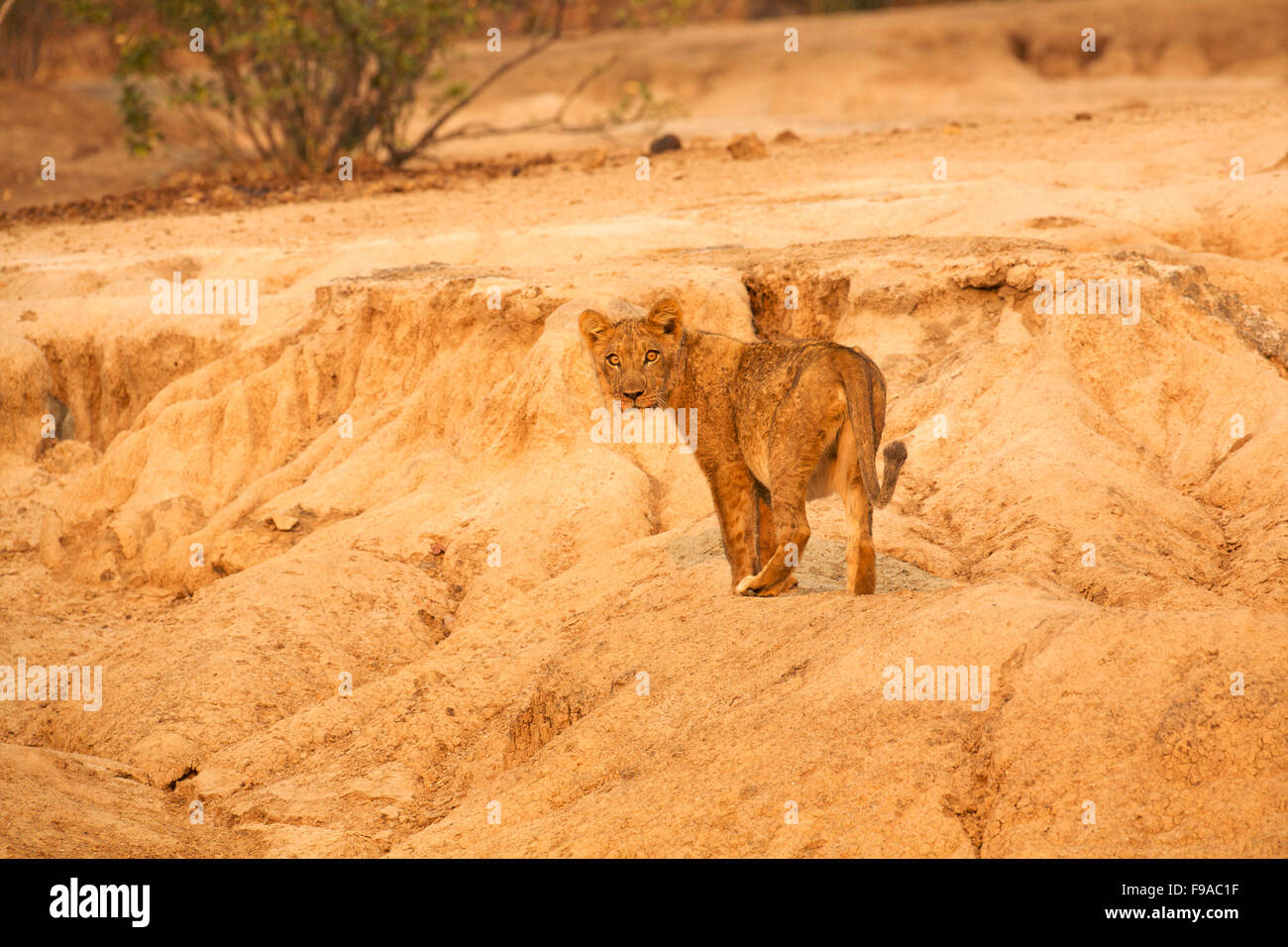 Lion cub walking on sand formations, Mana Pools, Zimbabwe Stock Photo