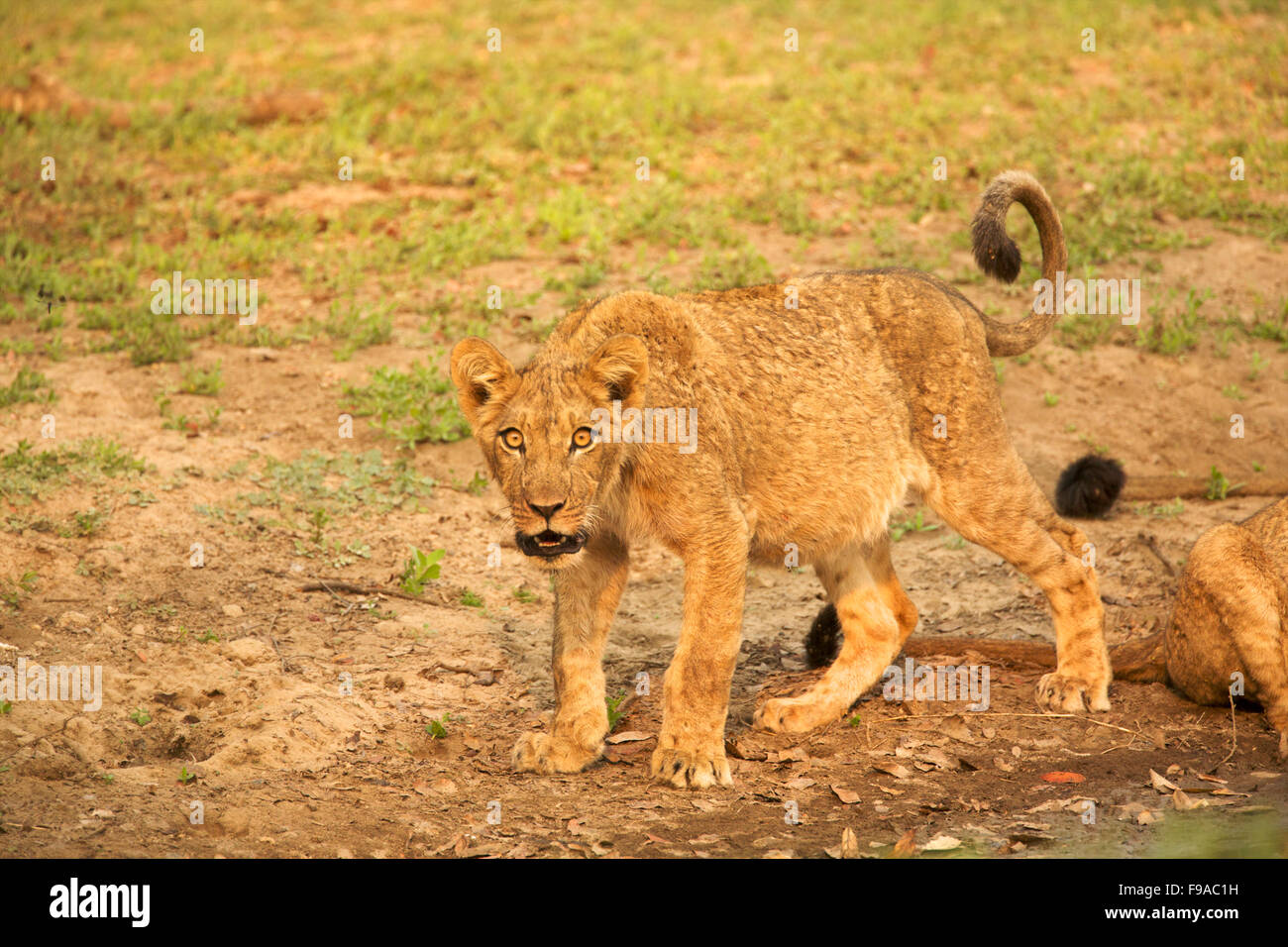 Lion cub standing at a watering hole, Mana Pools, Zimbabwe Stock Photo