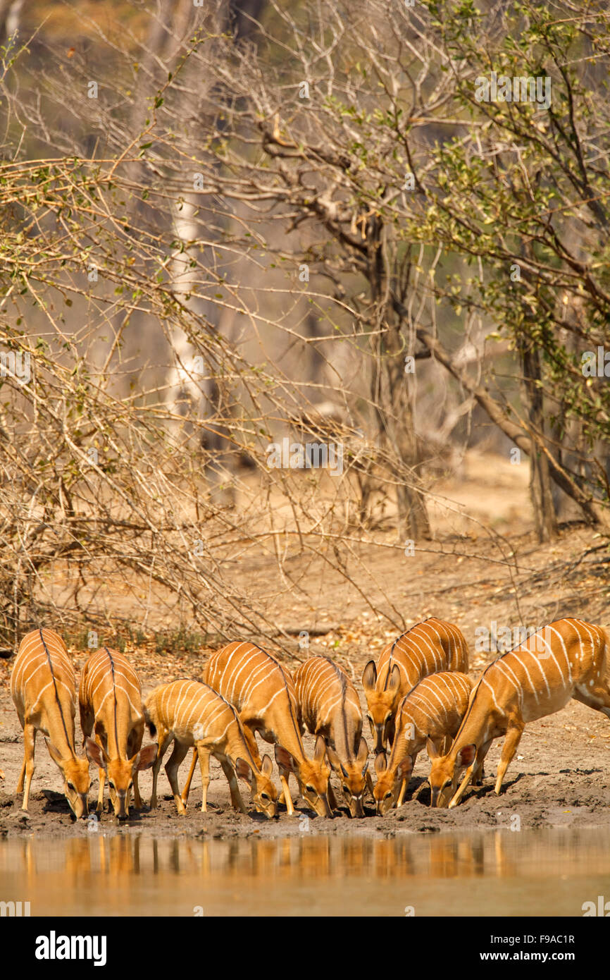 Female nyalas drinking water from a watering hole, Mana Pools, Zimbabwe Stock Photo