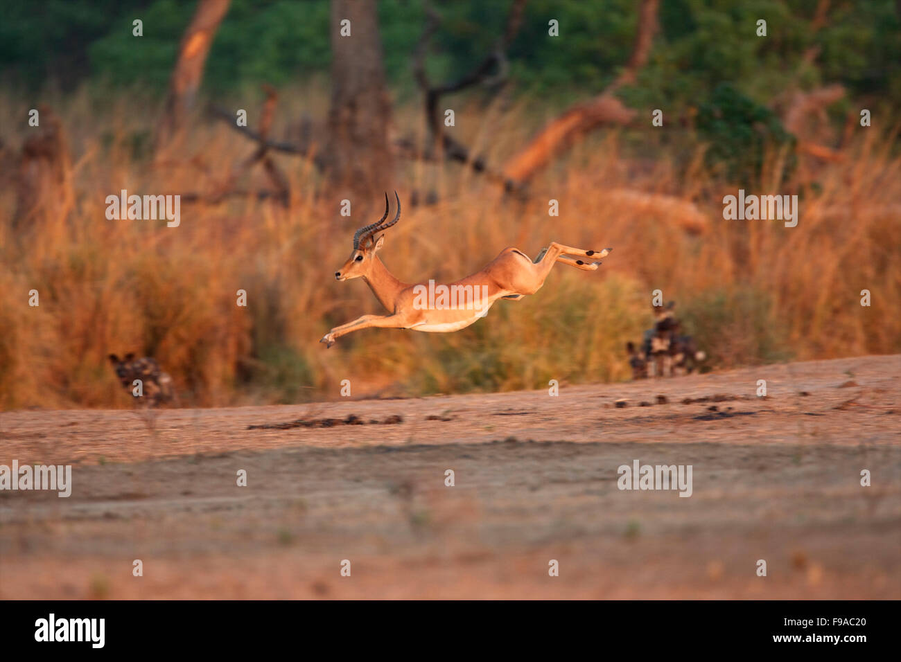 A male springbok running Stock Photo