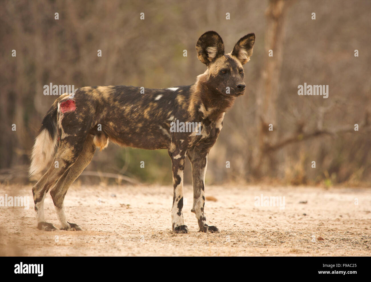 An injured wild dog, Mana Pools, Zimbabwe Stock Photo