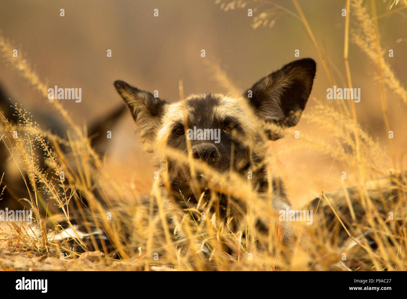 A wild dog hiding in the bush, Mana Pools, Zimbabwe Stock Photo